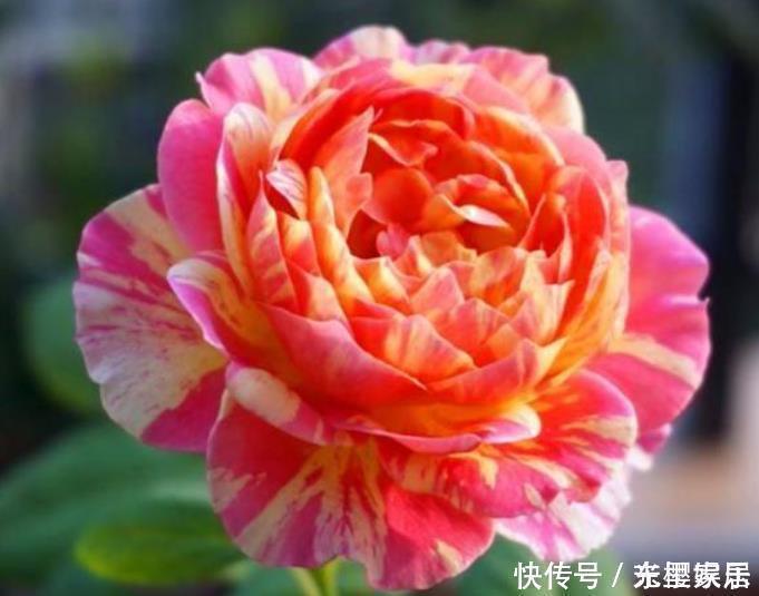 春鹃|4种花是花卉中的佼佼者,花朵硕大、一盆开花100朵,天天能赏花