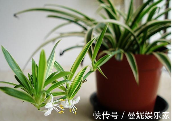 吊兰|吊兰养不好记住关键这点，不干尖不烂根，轻松爆盆，长满小吊兰