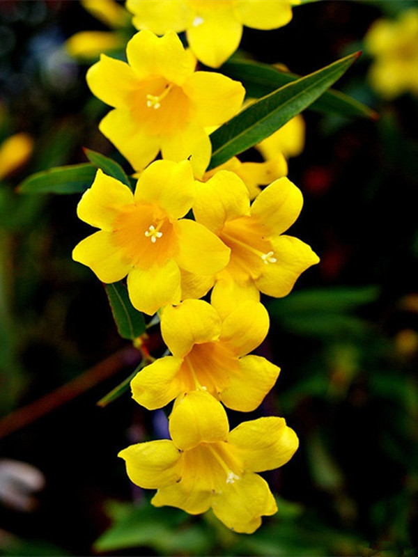 此花比香水还香,花期超半年,冬天也开花,漂亮又好养,值得拥有
