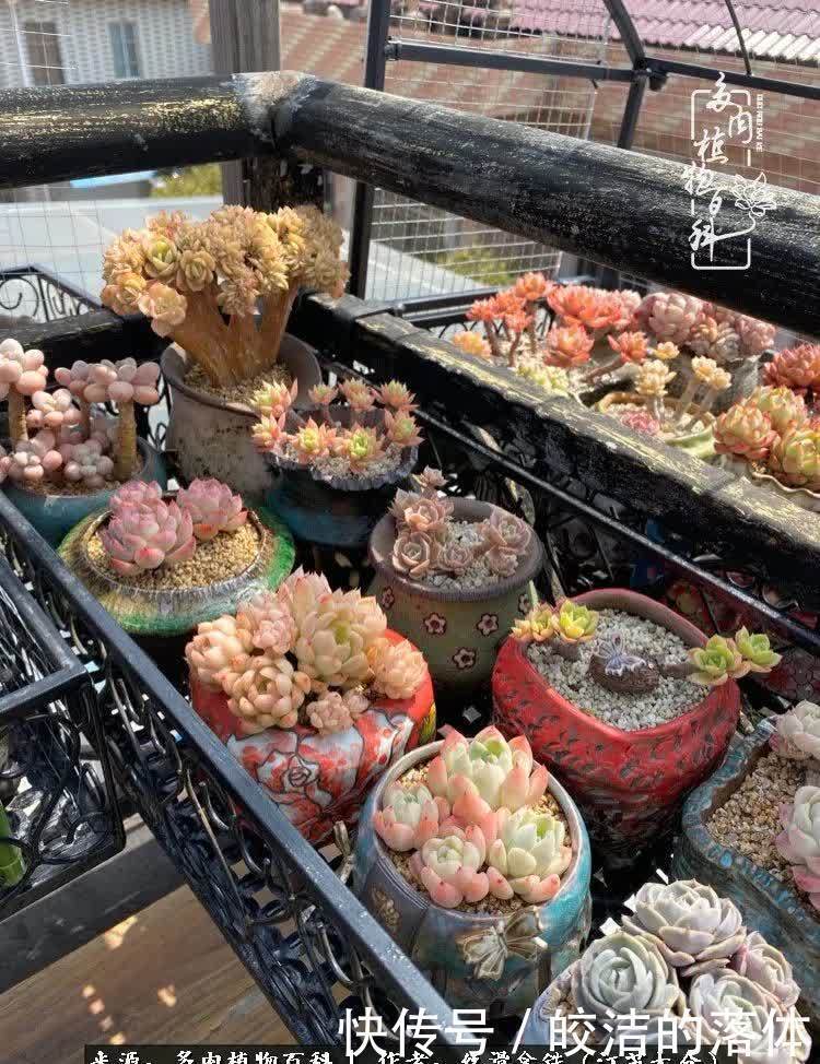 阳光露台多肉,天时地利人和!美肉知时节,当春乃发生!