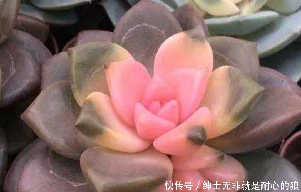 花市买年宵花要多看多问,不然可能买到假花,还会买到假颜色