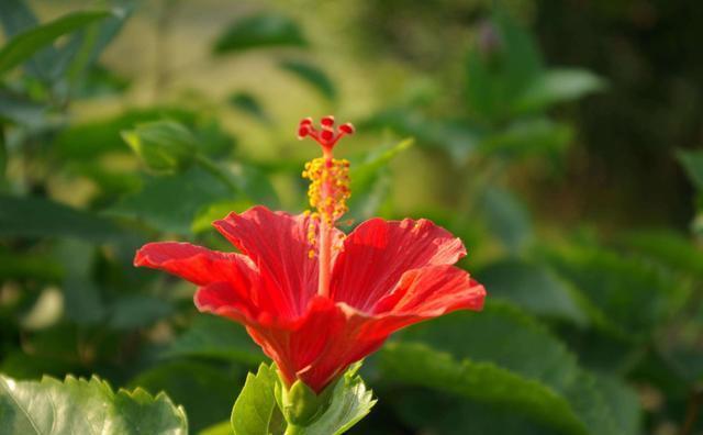  种花|这10种花花期超长又好养，你都知道吗？