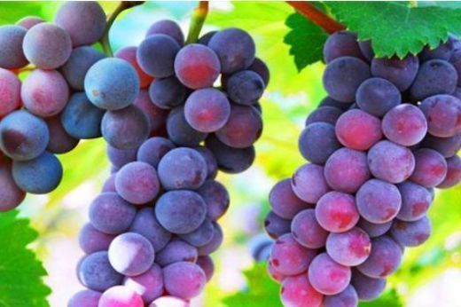 葡萄|每天坚持吃3种食物,排毒养颜、延缓衰老,身体棒棒哒!