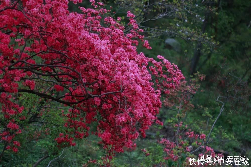 五一来安徽，赴一场山花浪漫之约|玩转皖美五一 | a8705