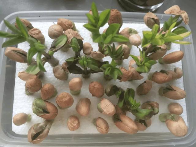 丢一把种子到水里,7天冒出小森林,越热越长个!绿植盆栽不用买