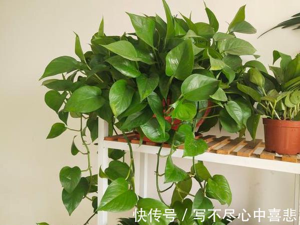 陶冶性情盆栽这5款植物,观赏价值高,新手都能轻松养活