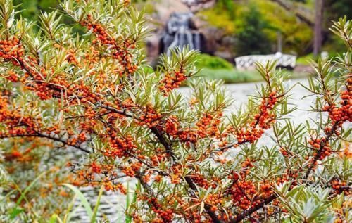 大妈|56岁大妈甘油三酯过高,每天吃一果,血液不稠,血脂“悄悄”降了