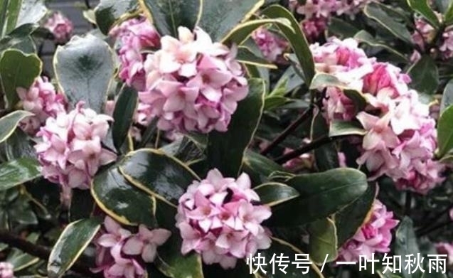 新手|冬天种上5种漂亮花，寓意美好，吉祥又大气，皮实好养适合新手