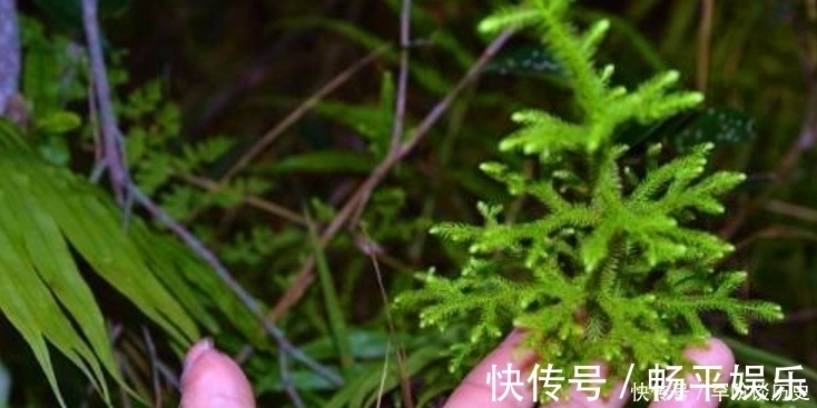 风湿|俗语“筋长一寸,寿延十年”,农村这种野草,是老大夫的宝贝