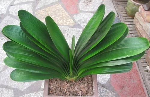 君子兰长得慢、不开花2种肥扔盆里，注意几点，轻松开爆盆