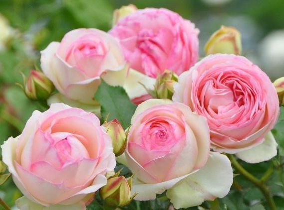 适合家养的几款盆栽,花大色艳,花型圆滚迷人,养一盆居家美观