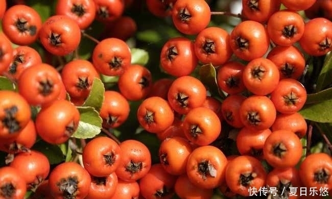 代茶饮|山楂泡水时放一物进去,喝上一周后,血管干净了,腰围也小了