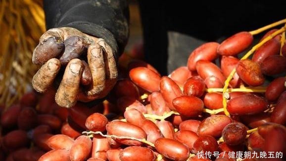 此种果树不怕寒冷,最适合冬春育苗,当盆栽观赏价值不比花草差!