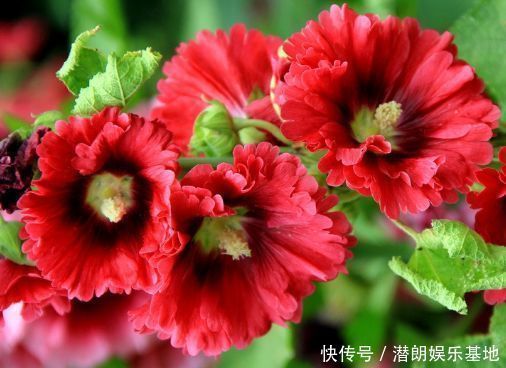 养花就养这几款,全年开花不停,养成一片花海新手也能养活