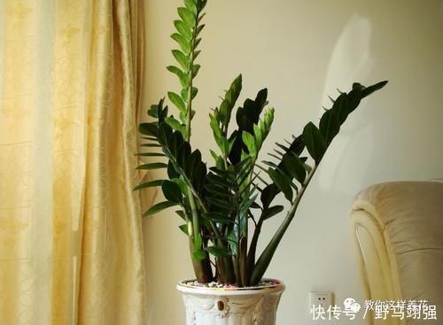 金钱树|太省心的花,1个月浇一次就行,叶子长的还超旺盛!