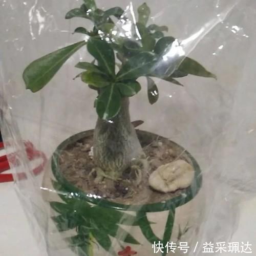 低于5度,6种花一整个冬天不浇水,也能照样活!