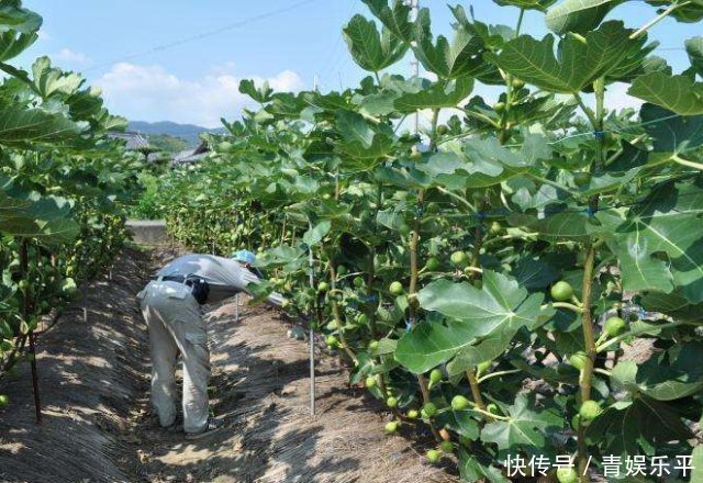 乡间趣事山上一“野树”，果子当零食，叶子当药草，全身都是宝