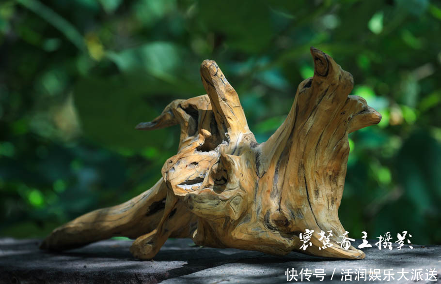 太行山下的遍地“崖柏”,不知到底有多少是真正出自太行山的呢