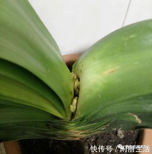 君子兰风信子夹箭不开花，简单1招，把花拽出来！