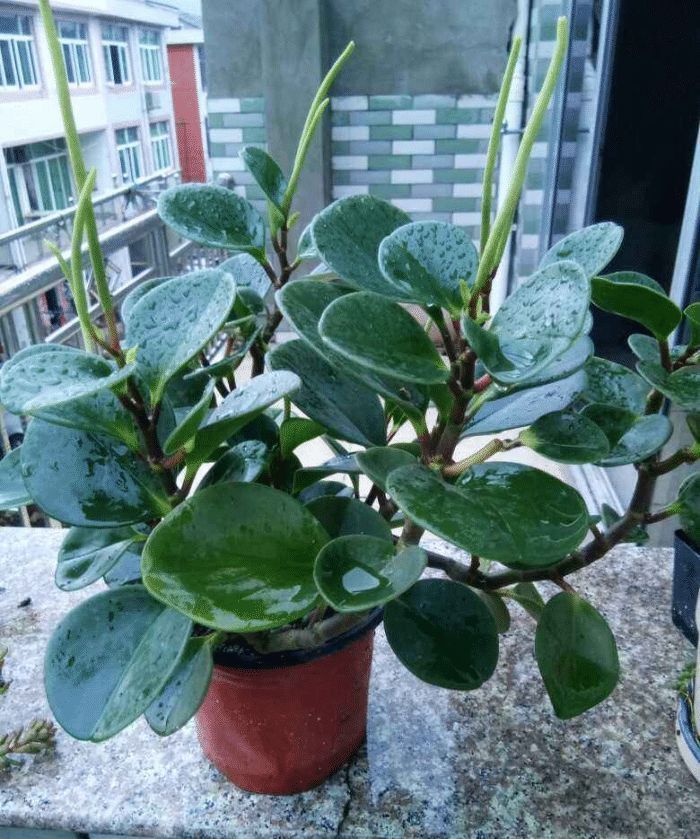 专为养花杀手准备的几种不死花，好养易活颜值高，能养死算我输