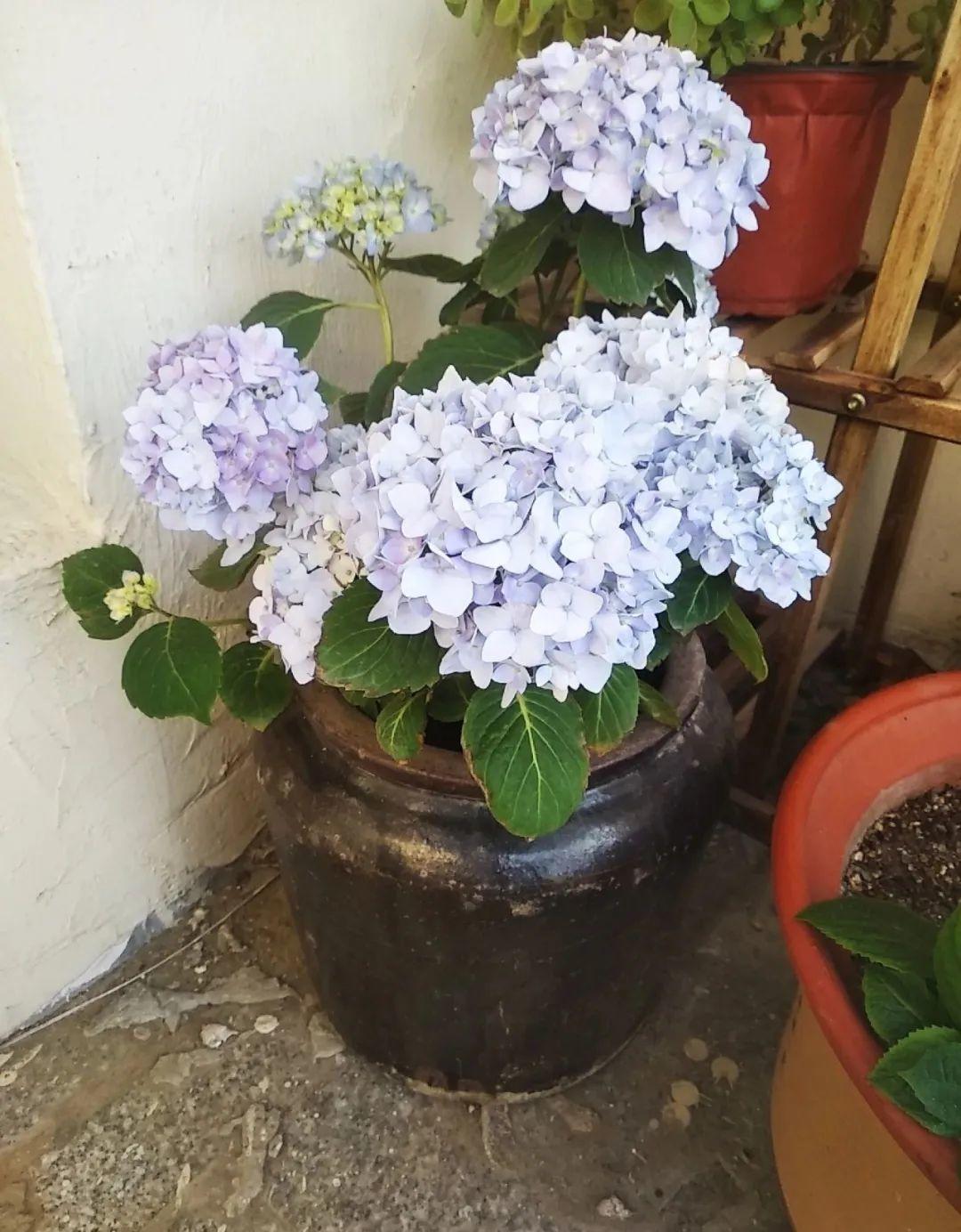 腌咸菜的坛子钻个孔,养花变成巨无霸,特美!