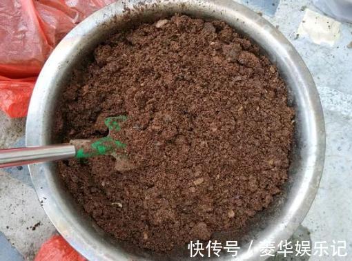 养君子兰、长寿花,盆里撒点“万能肥”,新芽猛长,呼呼开花!