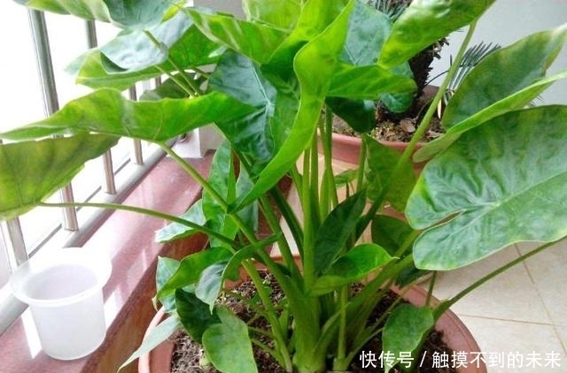 养花|家里“养花”别乱养!这3种花是“大忌”,家里有的快拿开