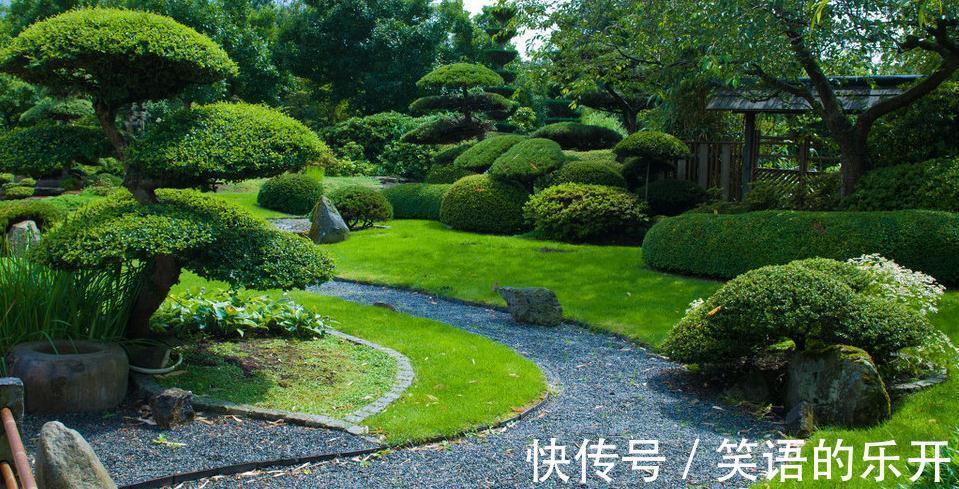 黑松盆景的栽种与养护技巧,你学会了么