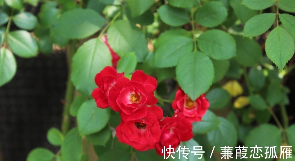 茶花有“三怕”,学会后不卷叶,开花多而艳