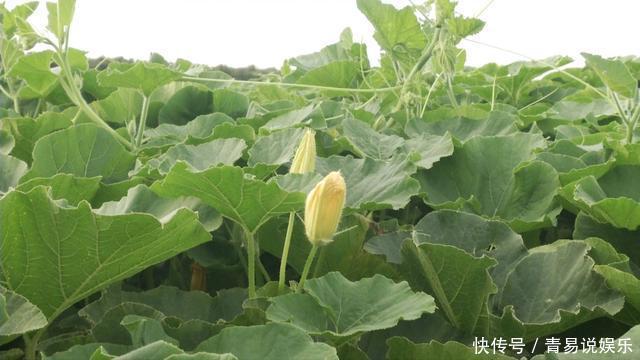 个小皮青味道好,据说这个南瓜还能吃出板栗味