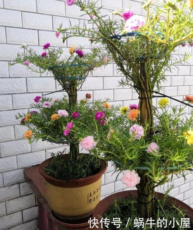 花卉|懂行的人冬天坚决不买三种花,冬天都不会买,白给也不要