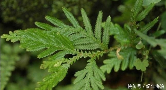 野草|农村这种野草“旱不死”,却是女人的“美容剂”,如今一斤30元