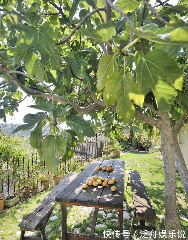 路边遇到4种花,别放过,掰个枝子长一盆!观叶赏花又好吃