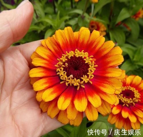 几种可以食用和观赏的草本花卉,新手也能养得很好