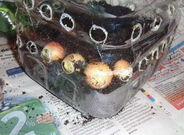 空油桶别扔,聪明人用来种菜种花,省了很多钱,别赔了夫人又折兵