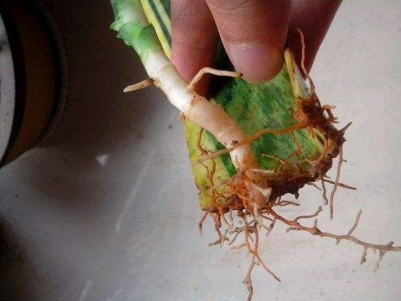 漂亮的花用剪碎的叶片,都能插活一大盆,谁说扦插难