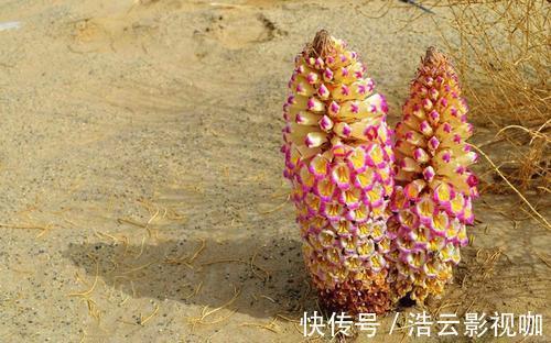 雄性激素|激活雄性激素的“冠军”原来不是枸杞,男人敞开食用,唤醒肾动力