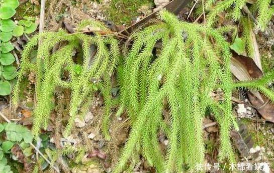 长毛|农村俗称“伸筋草”的植物,全身长毛,能驱寒祛湿, 药用价值高