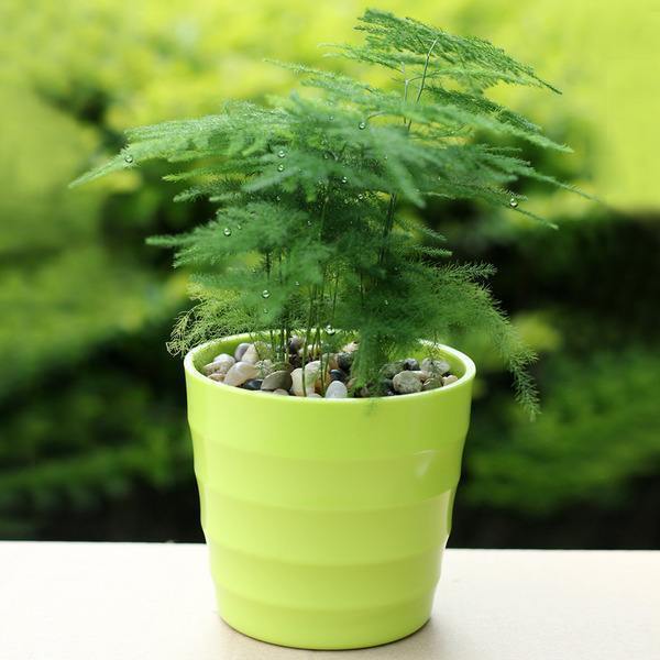 阴处|这些花不用太多光，放在家里的阴处养，开花大朵真漂亮