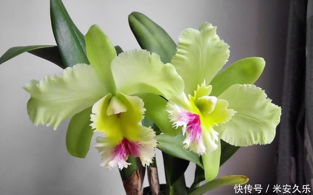 网纹草|室内养什么花好?这4种“耐阴花”,花叶俱美,很好养