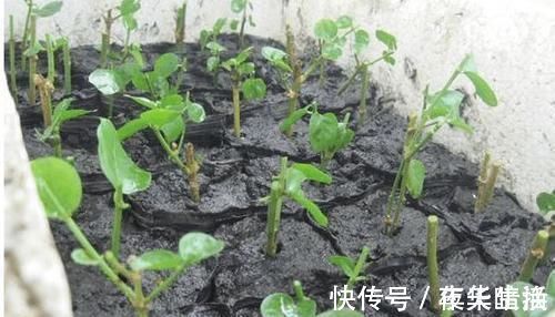 酸碱度|茉莉花有“3怕”,不知情的话,就会黄叶和落花,您别忽视