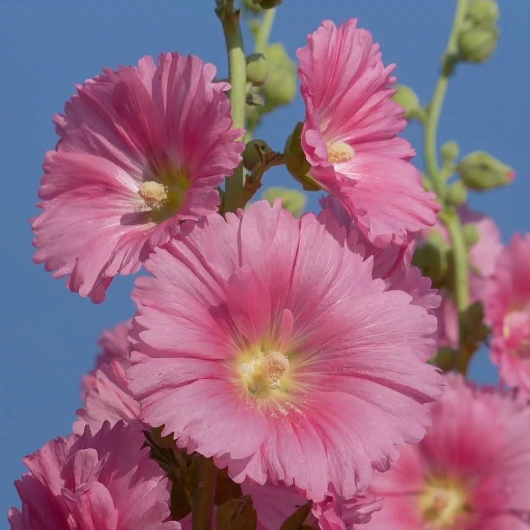 花会开,天也会蓝