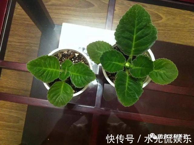 浸盆法|1种花超耐阴,一点散光就爆盆,花一开就是200多天!