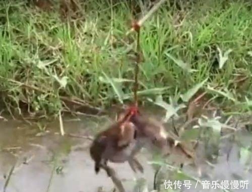 钓鱼|男子钓鱼发现水中有黑影,竟把一斤多的鸭子拿来做诱饵,还真舍得