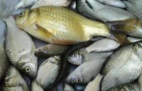 内行人|买鱼时,内行人从不买这5种鱼,浪费钱还没营养,老板自己都不吃