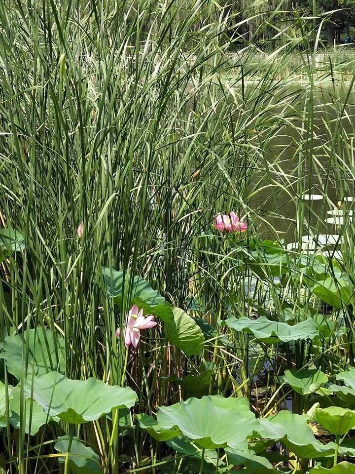 蒲草&青未了/董国宾：香蒲草