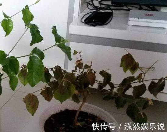 爆盆|绿萝文竹吊兰栀子花发黄枯死,气的剪成光头,一个月后居然爆盆了