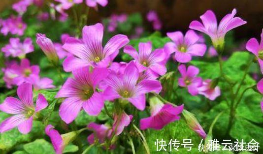 春天里|4种花号称开花机器，颜值高又好养，一开就是一年