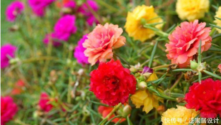 4种花现在养刚刚好,花香醉人,比香水还好闻!