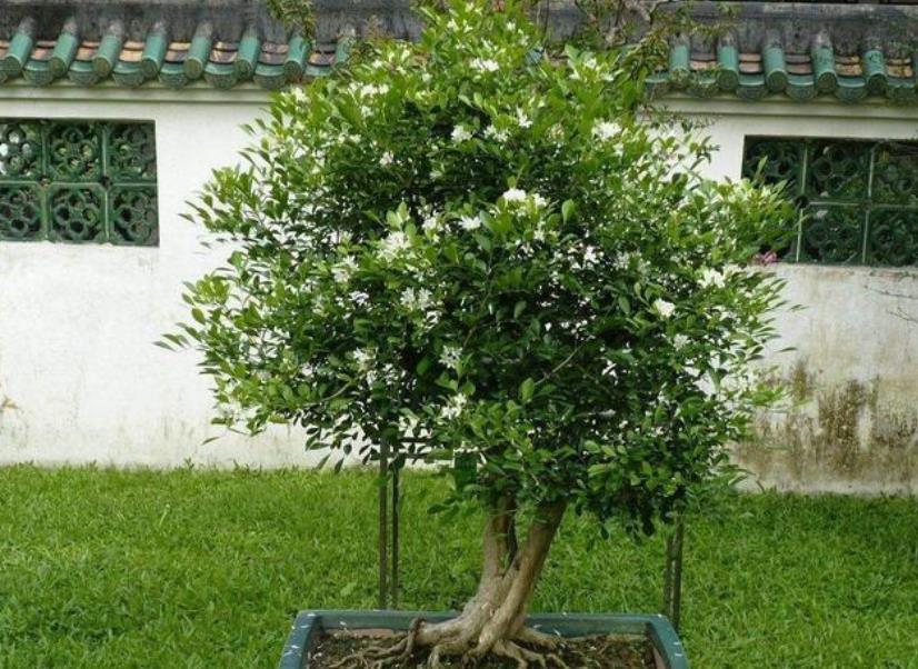 养护|丢了2盆绿萝,种上一棵“香水花”,比茉莉好养,清香小半年